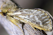 Ghost Moth (Fraus polyspila) (Fraus polyspila)